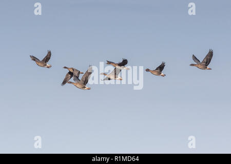 Überwinterung Pinkfoot Gänse Start und Landung auf Norfolk landwirtschaftlicher Flächen. Stockfoto