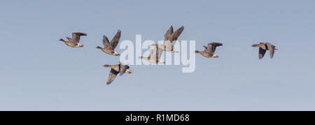 Überwinterung Pinkfoot Gänse Start und Landung auf Norfolk landwirtschaftlicher Flächen. Stockfoto