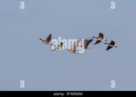 Überwinterung Pinkfoot Gänse Start und Landung auf Norfolk landwirtschaftlicher Flächen. Stockfoto