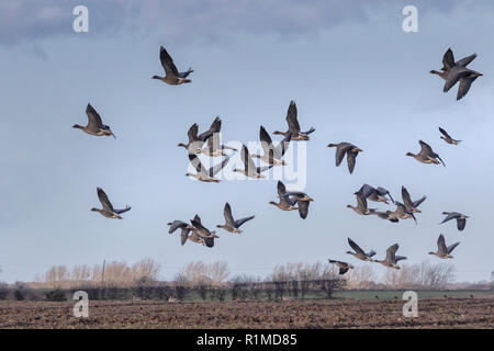 Überwinterung Pinkfoot Gänse Start und Landung auf Norfolk landwirtschaftlicher Flächen. Stockfoto