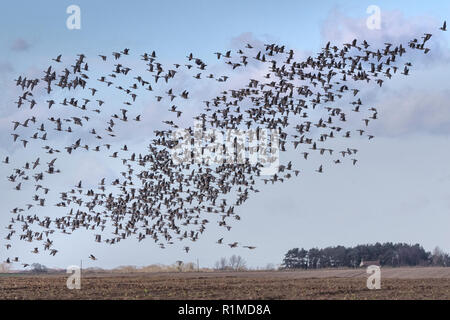 Überwinterung Pinkfoot Gänse Start und Landung auf Norfolk landwirtschaftlicher Flächen. Stockfoto