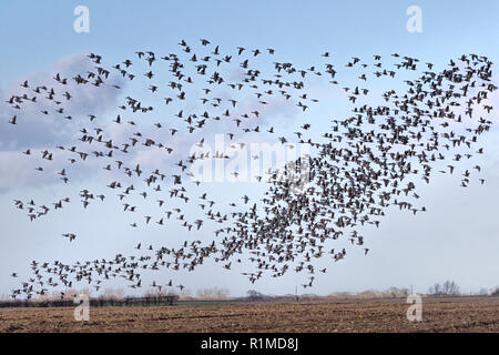 Überwinterung Pinkfoot Gänse Start und Landung auf Norfolk landwirtschaftlicher Flächen. Stockfoto