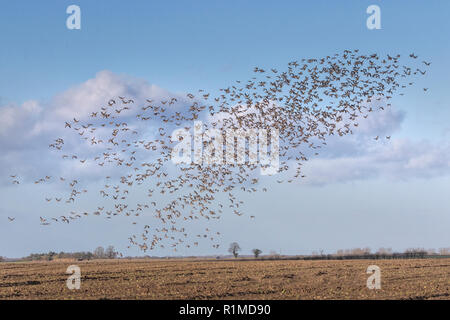 Überwinterung Pinkfoot Gänse Start und Landung auf Norfolk landwirtschaftlicher Flächen. Stockfoto