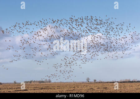 Überwinterung Pinkfoot Gänse Start und Landung auf Norfolk landwirtschaftlicher Flächen. Stockfoto