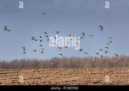 Überwinterung Pinkfoot Gänse Start und Landung auf Norfolk landwirtschaftlicher Flächen. Stockfoto