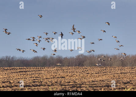 Überwinterung Pinkfoot Gänse Start und Landung auf Norfolk landwirtschaftlicher Flächen. Stockfoto