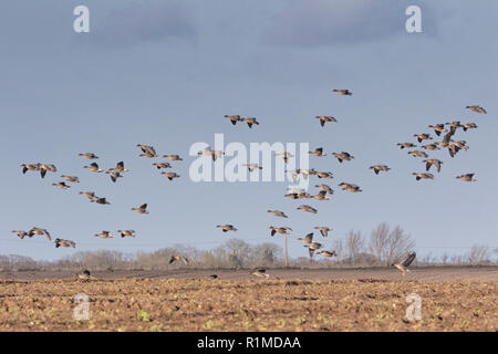 Überwinterung Pinkfoot Gänse Start und Landung auf Norfolk landwirtschaftlicher Flächen. Stockfoto