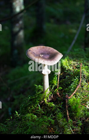 Herbst Wald nach regen ist frisch und sauber, unter hohen grünen Gras wuchs eine irgendeine Art von giftigen ungenießbare Pilze, Gefahr und Bedrohung für das Leben der Brei Stockfoto