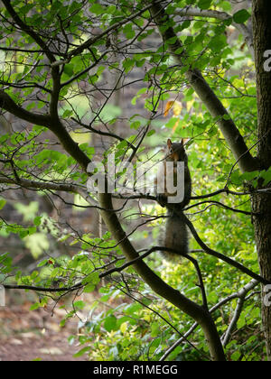 Frechen Grauhörnchen Sciurus Carolinensis - versteckt in den Filialen Stockfoto