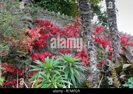 Die overbeck National Trust Garten in der Nähe von Salcombe. Exotische Grenze von hohen Mauer geschützt Stockfoto