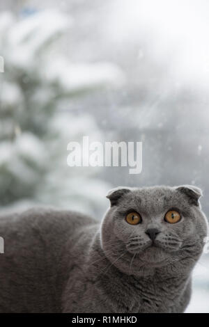 Grau Scottish Fold stud Katze "Humphrey" saß im Fenster mit Schnee draußen fallen Stockfoto