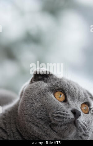 7/8-Porträt eines Scottish Fold Katze namens Humphrey mit Außengewinde Stockfoto