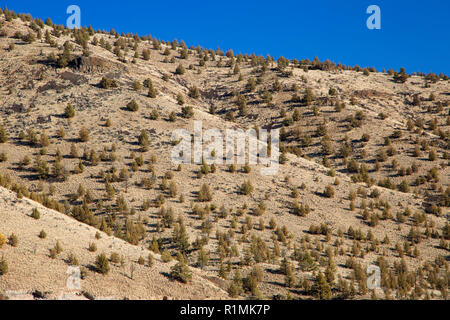 Juniper Grünland Hang, schiefe Wild und Scenic River, untere Crooked River National Back Country Byway, Oregon Stockfoto