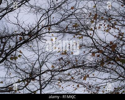Letzte Blätter in einen herannahenden Sturm, Vancouver, British Columbia, Kanada, Brian Martin RMSF, große Dateigröße Stockfoto