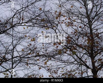 Letzte Blätter in einen herannahenden Sturm, Vancouver, British Columbia, Kanada, Brian Martin RMSF, große Dateigröße Stockfoto