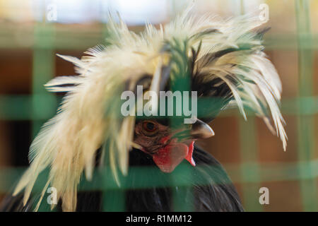 Nahaufnahme der lustige Polnische crested Huhn hinter grünen Kunststoff Zaun. Stockfoto