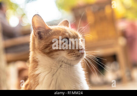 Portrait von Orange und weiße Katze. Stockfoto