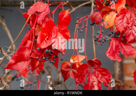 Niederlassung von Maiden Trauben, wie Virginia Creeper mit Herbst Blätter nach unten hängend an Verschwommene graue Wand bekannt Stockfoto