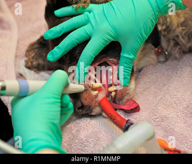 Tierarzt Reinigung hunde Zähne Stockfoto