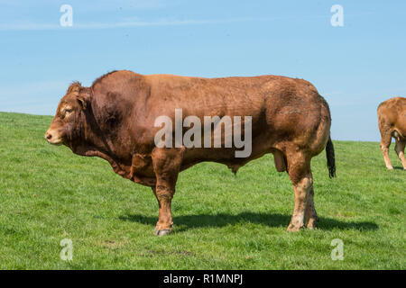 Limousin-Stier Stockfoto