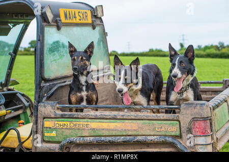 3 Schäferhunde auf einem Bauernhof Stockfoto