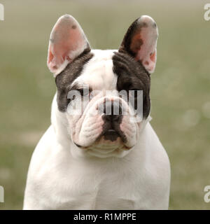 französische Bulldogge Stockfoto
