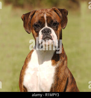 Boxer Hund Stockfoto