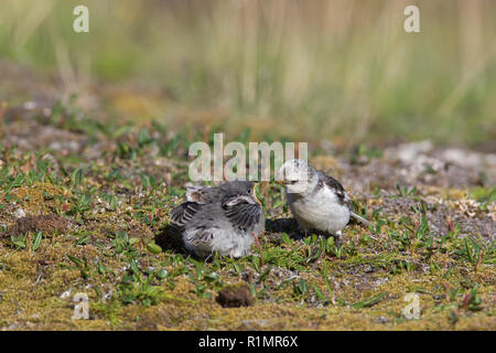 Schneeammer (Plectrophenax nivalis/Emberiza nivalis) weibliche Zucht im Gefieder Fütterung Küken auf Tundra in Svalbard/Spitzbergen Stockfoto