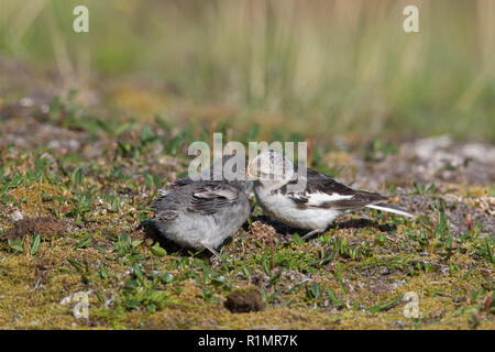 Schneeammer (Plectrophenax nivalis/Emberiza nivalis) weibliche Zucht im Gefieder Fütterung Küken auf Tundra in Svalbard/Spitzbergen Stockfoto