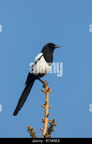 Eurasian magpie/gemeinsame Magpie (Pica Pica) im Baum gegen den blauen Himmel thront Stockfoto