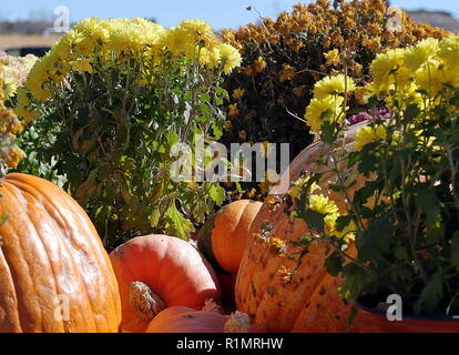 Ein kleines Stilleben zum Thema Halloween. Ein paar Kürbisse und Blumen im sonnigen Tag Stockfoto