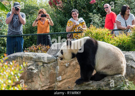 Besucher/Touristen, die Bilder von Panda (Ailuropoda lalage) im Zoo am ZooParc de Beauval, Frankreich Stockfoto