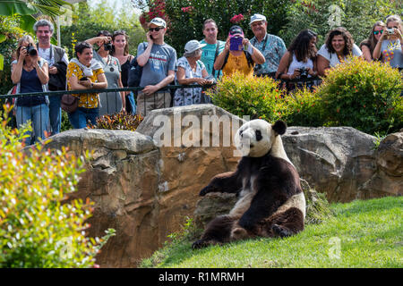 Besucher/Touristen, bei Giant panda (Ailuropoda lalage) im Zoo am ZooParc de Beauval, Frankreich Stockfoto