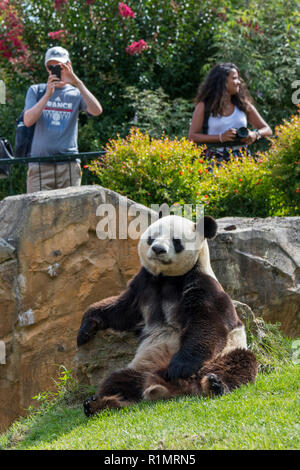 Besucher/Touristen, die Bilder von Panda (Ailuropoda lalage) im Zoo am ZooParc de Beauval, Frankreich Stockfoto