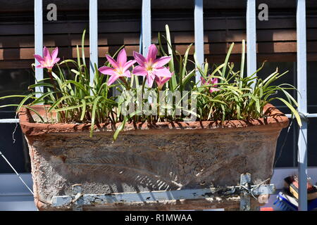 Alte Schlamm Pflanzmaschine mit rosa Blumen und grüne Blätter auf Band Stockfoto