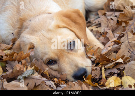 Trauriger hund welpe Labrador liegen auf Laub im Wald Stockfoto