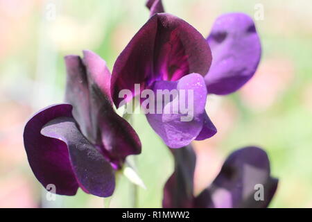 Lathyrus Odoratus. Sweet pea "fast schwarz", ein stark duftenden moderne Grandiflora, Sommer, Großbritannien Stockfoto