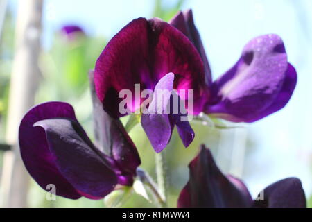 Lathyrus Odoratus. Sweet pea "fast schwarz", ein stark duftenden moderne Grandiflora, Sommer, Großbritannien Stockfoto