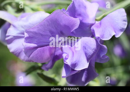 Lathyrus Odoratus. Sweet Pea 'Unser Harry", einem duftenden, Spencer Vielfalt in einem Sommer hgarden, Großbritannien Stockfoto