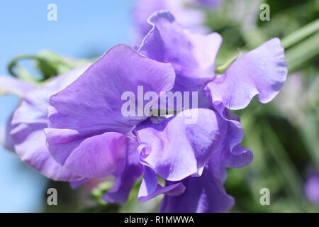 Lathyrus Odoratus. Sweet Pea 'Unser Harry", einem duftenden, Spencer Vielfalt in einem Sommer hgarden, Großbritannien Stockfoto