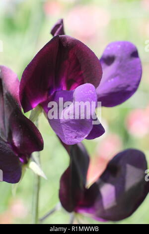 Lathyrus Odoratus. Sweet pea "fast schwarz", ein stark duftenden moderne Grandiflora, Sommer, Großbritannien Stockfoto