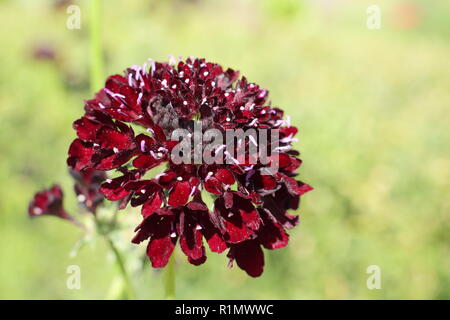 Scabiosa atropurpurea 'Black Knight'. Sweet scabious 'Black Knight', eine Biene freundlich robustes jährliches Blume in einem Garten Grenze Stockfoto