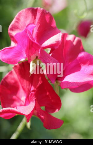 Lathyrus Odoratus. "Sweet pea Zorija Rose", eine moderne grandiflora Vielzahl, Sommer, England, Großbritannien Stockfoto