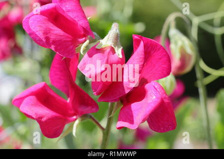 Lathyrus Odoratus. "Sweet pea Zorija Rose", eine moderne grandiflora Vielzahl, Sommer, England, Großbritannien Stockfoto