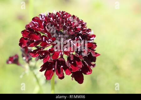 Scabiosa atropurpurea 'Black Knight'. Sweet scabious 'Black Knight', eine Biene freundlich robustes jährliches Blume in einem Garten Grenze Stockfoto