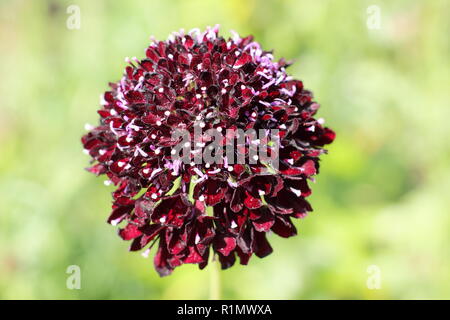 Scabiosa atropurpurea 'Black Knight'. Sweet scabious 'Black Knight', eine Biene freundlich robustes jährliches Blume in einem Garten Grenze Stockfoto