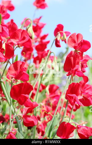 Lathyrus Odoratus. Sweet pea 'Winston Churchill', ein tiefes Rot, stark duftenden Kletterer Stockfoto