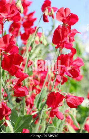 Lathyrus Odoratus. Sweet pea 'Winston Churchill', ein tiefes Rot, stark duftenden Kletterer Stockfoto