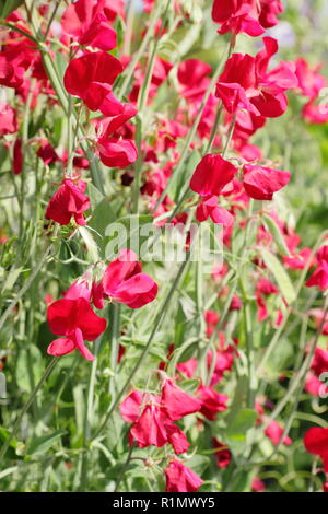 Lathyrus Odoratus. Sweet pea 'Winston Churchill', ein tiefes Rot, stark duftenden Kletterer Stockfoto