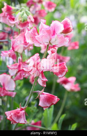 Lathyrus Odoratus. Sweet Pea" Linda Carole', einen gesprenkelten, duftende Sweet pea Kletterpflanze, Großbritannien Stockfoto